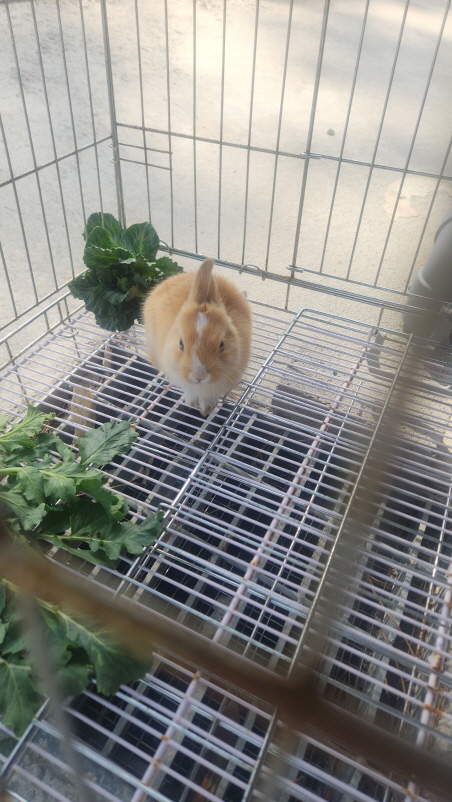 익산유기동물보호소_445468202500744